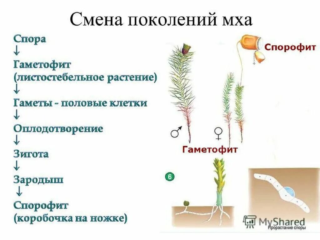 Поколение спорофит имеет. Жизненный цикл мхов гаметофит спорофит. Спорофит мха гаметофит мха. Мох цикл развития гаметофит спорофит. Жизненный цикл мха гаметофит.