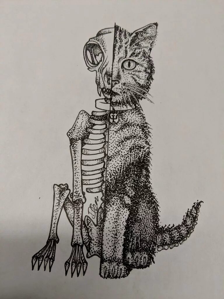 Парадокс кота шредингера. Эрвин шрёдингер эксперимент. Суперпозиция в квантовой физике кот шредингера. Шредингер кот. Опыт шредингера с котом.