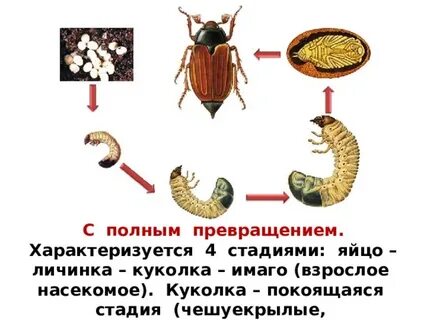 Личинка значения