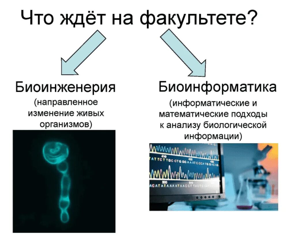 Биоинформатик работа. Биоинженерия и биоинформатика. биомедицинская инженерия. структурная биоинформатика. биоинформатика это в биологии.