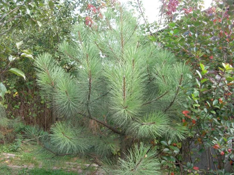 сосна звонок. сосна обыкновенная хвоя. сосна звонок. сосна звонок. Pinus ponderosa ‘louzil’.