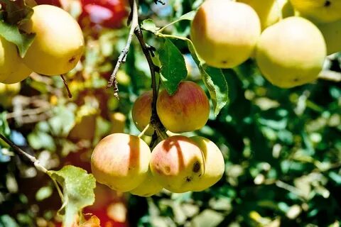 Apple казахстан
