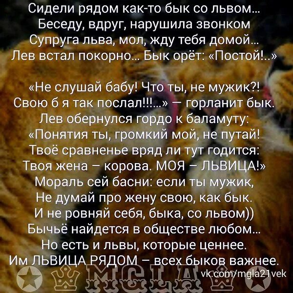 лев бык характеристика. знак зодиака бык женщина. лев бык характеристика. близнец бык мужчина характеристика. картинка с надписью из трех букв.