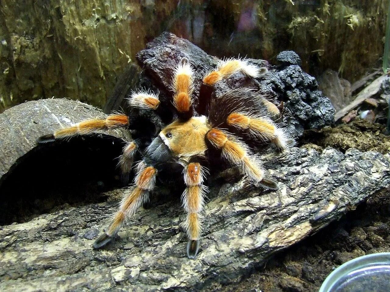 Паук птицеед голиаф. Гигантский паук-охотник heteropoda. Птицеед терафоза блонда. Высшие паукообразные. Высшие паукообразные.