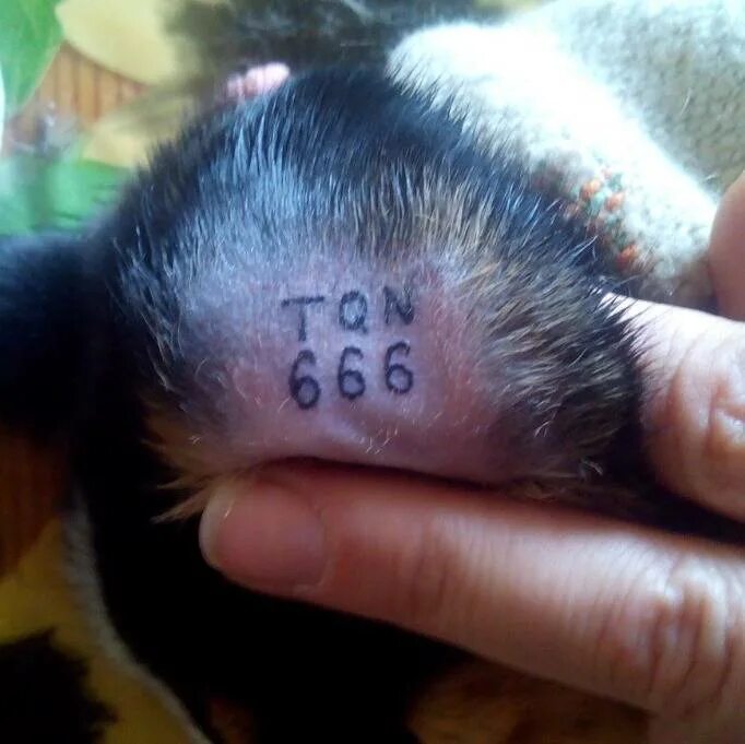 Клеймо у собаки. Клеймо чихуахуа. Татуирование щенка клеймо. Клеймо у собаки. Клеймо у собаки.