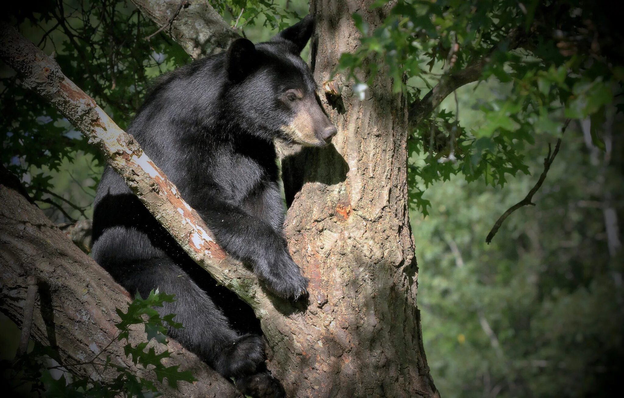 Медведь выглядывает. Гималайский белогрудый медведь. Американский черный медведь Барибал. Лазовский заповедник Гималайский медведь. Гималайский медведь на дереве.