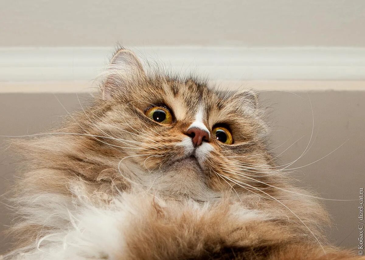 персидская шиншилла кошка. американская длинношерстная кошка. включи пушистый кот. включи пушистый кот. включи пушистый кот.