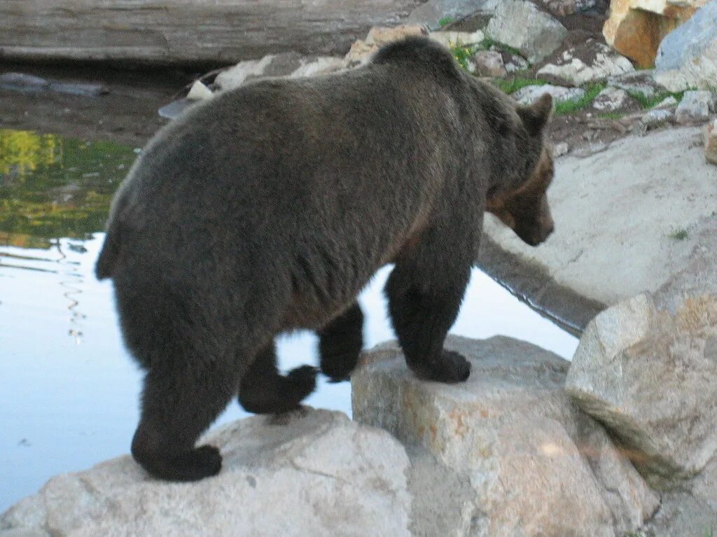 Хвост белого медвежонка. Медвежий хвост. Bear tails. Bear tails. Медвежий хвостик.
