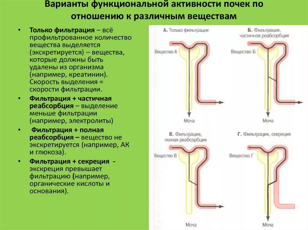 Фильтрация секреция и реабсорбция в нефроне. Строение нефрона реабсорбция фильтрация. Фильтрация секреция и реабсорбция физиология почек. Фильтрация реабсорбция секреция механизм.