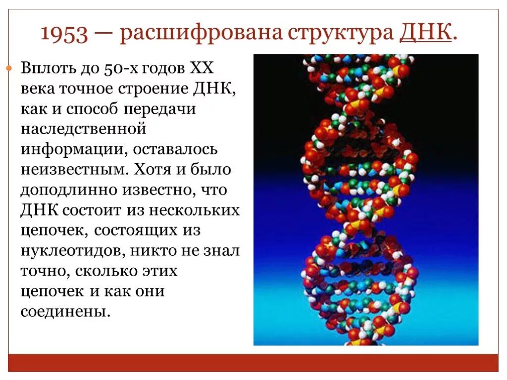 Расшифровка структуры молекулы ДНК. Расшифровка строения молекулы ДНК. Структуру ДНК расшифровали. Молекулярная структура ДНК расшифрована.