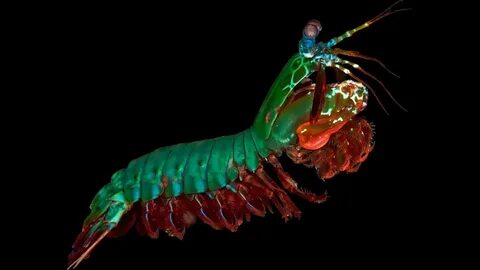 Minecraft gui shrimp s immersive