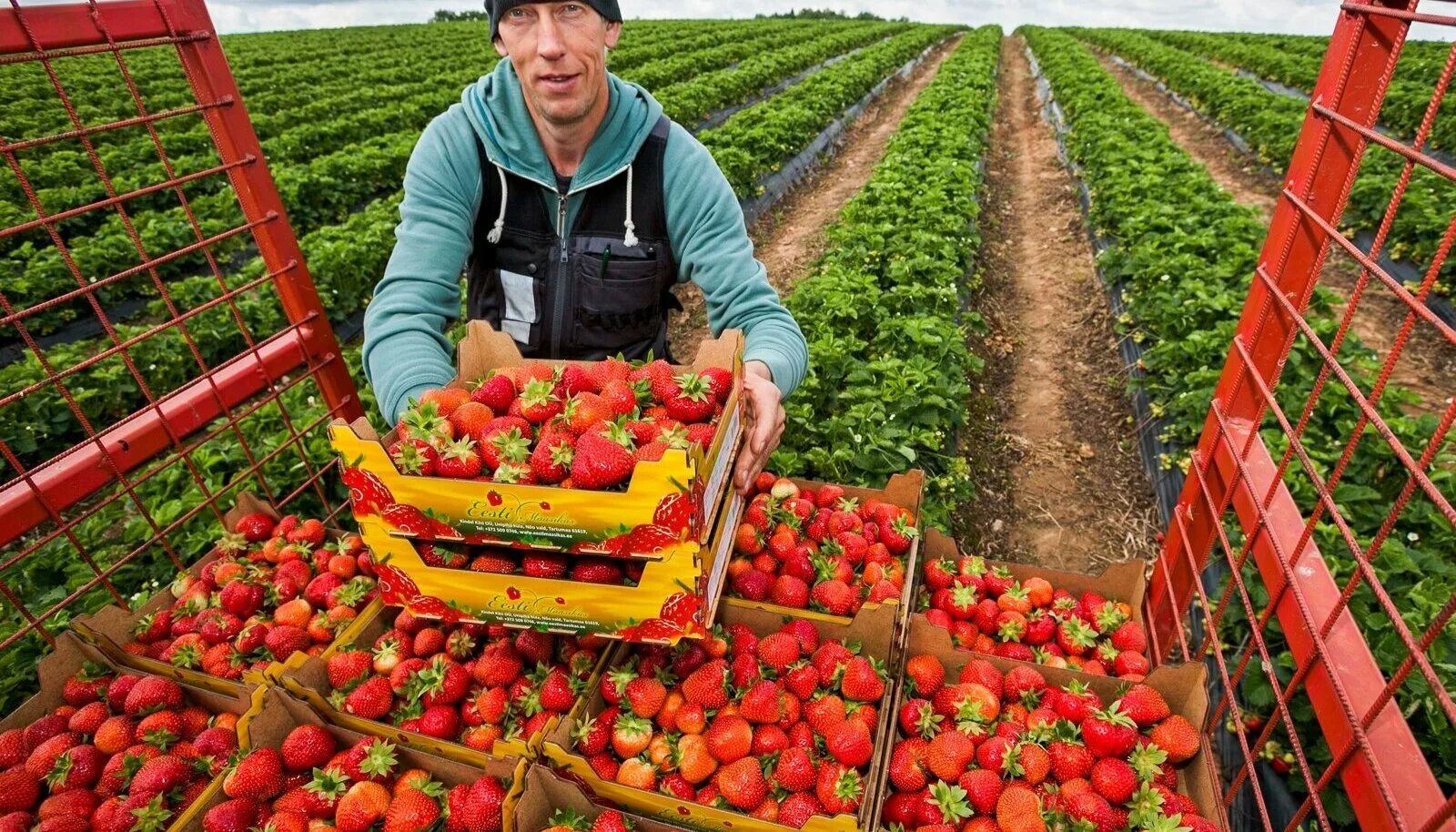 теплица с овощами. урожай. таврический овощевод. какие культуры выращивают овощеводы томат капусту клубнику. агроном овощевода сергей сергеевич ботаника.