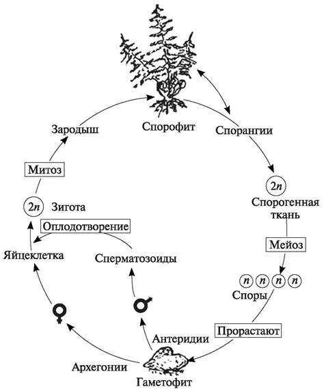 Жизненный процесс папоротника