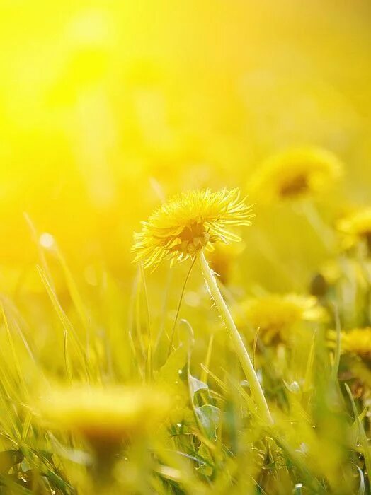 Leaves flower wallpaper on Desktop
