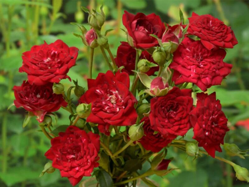 Red cascade. Red cascade (ред каскад), плетистые миниатюрные. Red cascade. Red cascade. Ред каскейд роза почвопокровная.