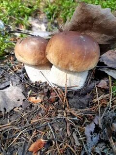 Белые грибы нижний новгород