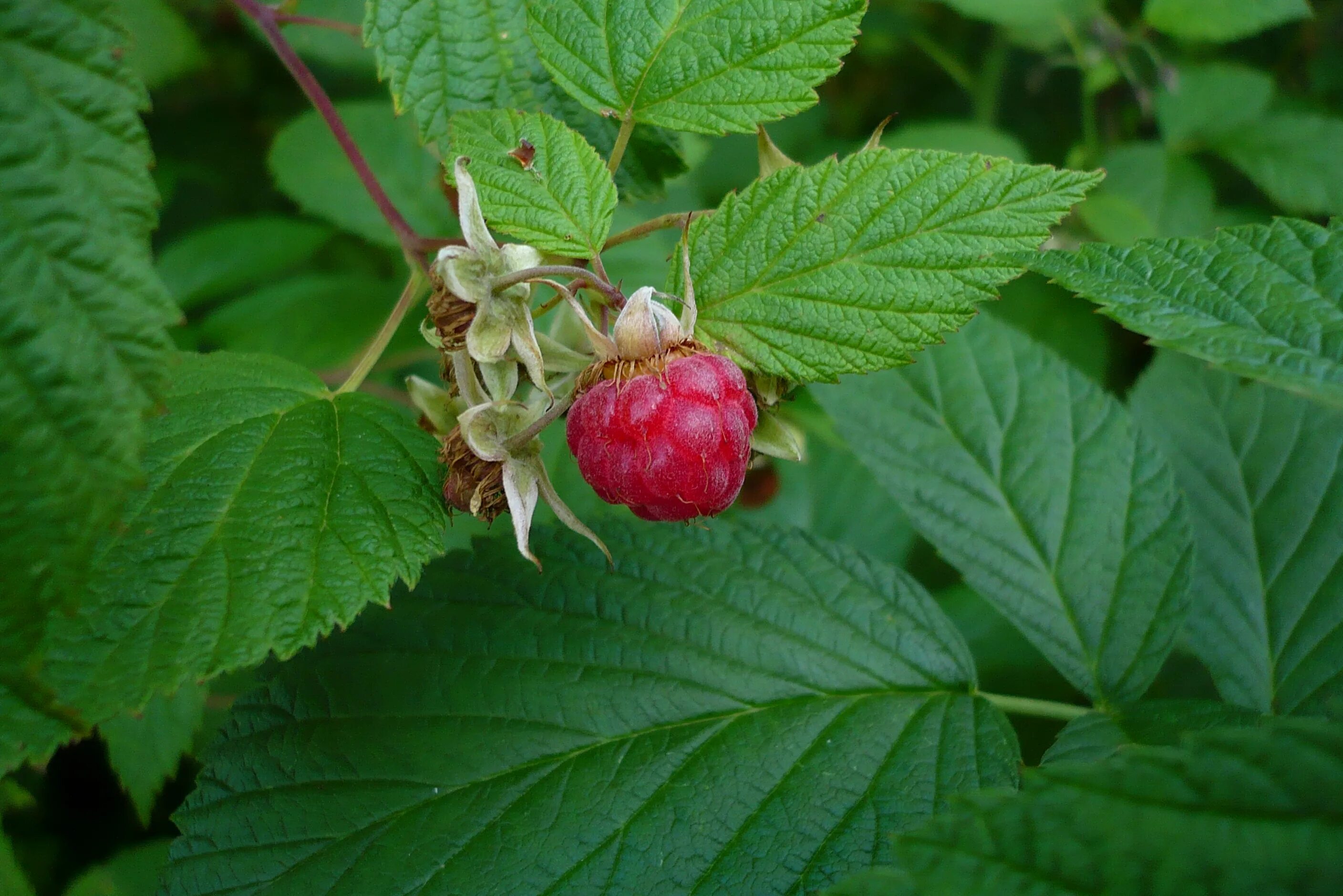 Плод малины. Малина обыкновенная (rubus idaeus). Плод малины. Плод малины в разрезе. Малина одна.