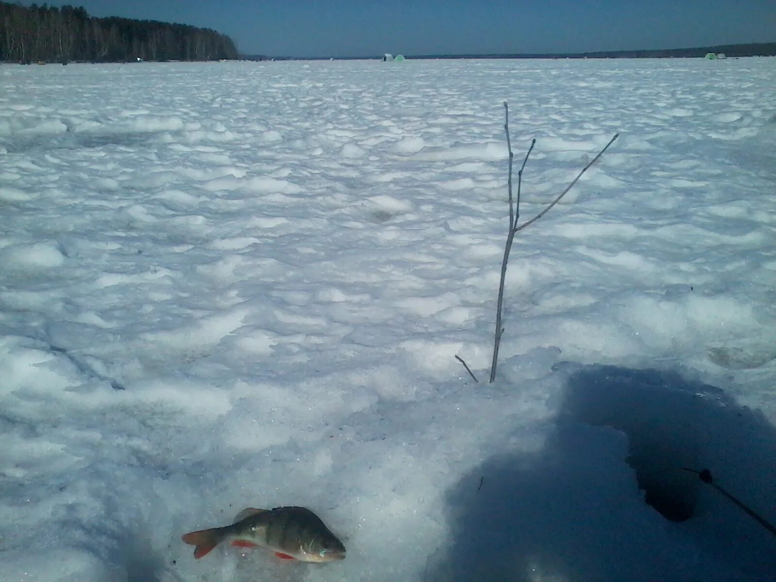 Рыбалка на белоярском водохранилище в контакте. Белоярское водохранилище Свердловская область рыбалка. Белоярка Свердловской области рыбалка. Белоярка щучья заводь. Рыбалка на Белоярском водохранилище.