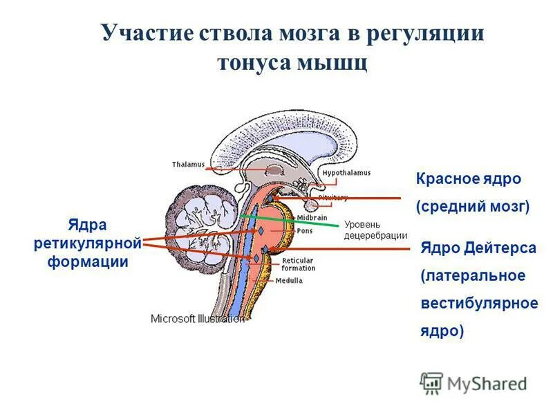 красное ядро анатомия. покрышка среднего мозга. основные ядра среднего мозга и их функции. красные и черные ядра. функции ядер нижнего и верхнего двухолмия.