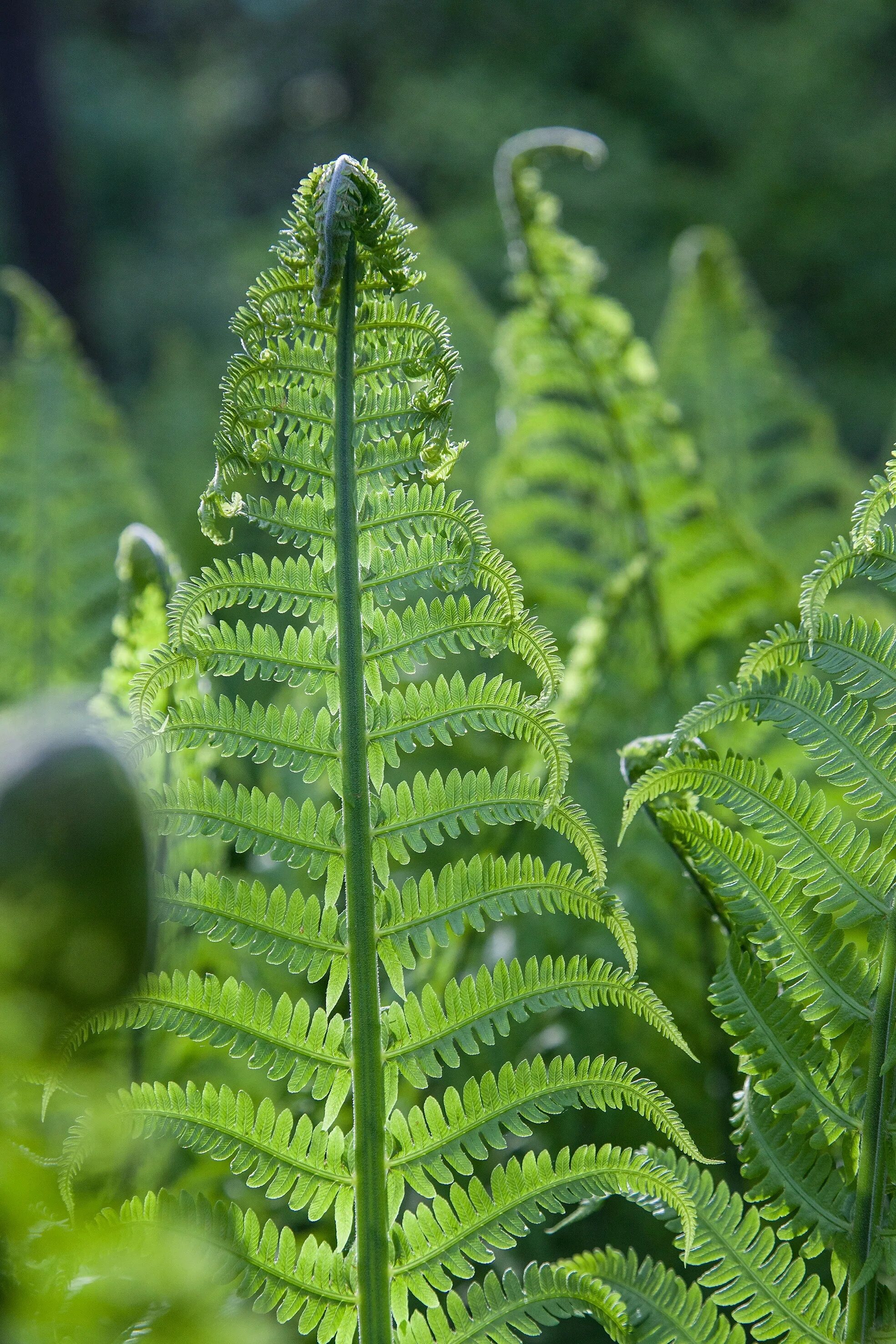 Fern 18. Папоротник страусник обыкновенный. Лесной папоротник страусник. Страусник. Цветок папоротника. Щитовник Пиндери папоротник.