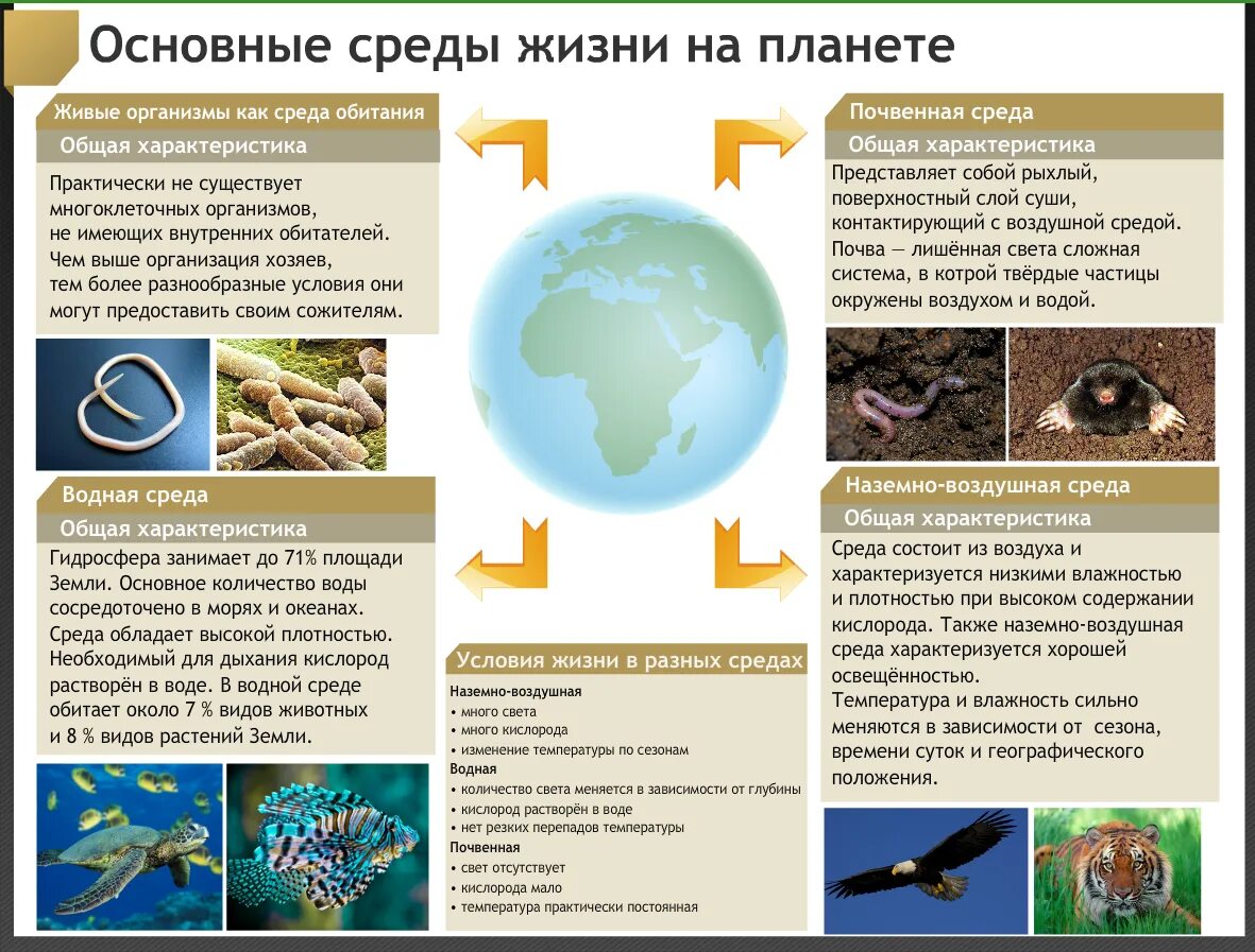 Факторы существования живых организмов. Средопитания организмов. Среда обитания. Среды обитания организмов. Среды обитания ивыхорганизмов.