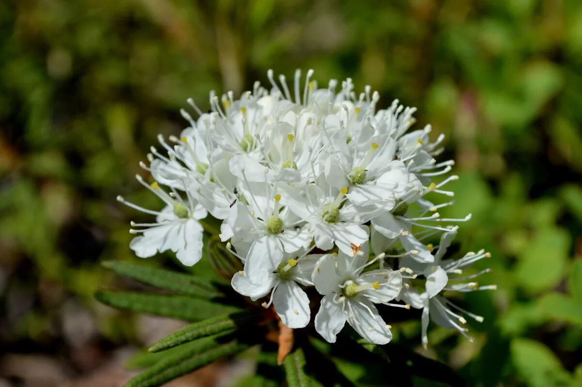 Багульник болотный. Багульник болотный (Ledum palustre). Багульник белый. Багульник болотный цветение.