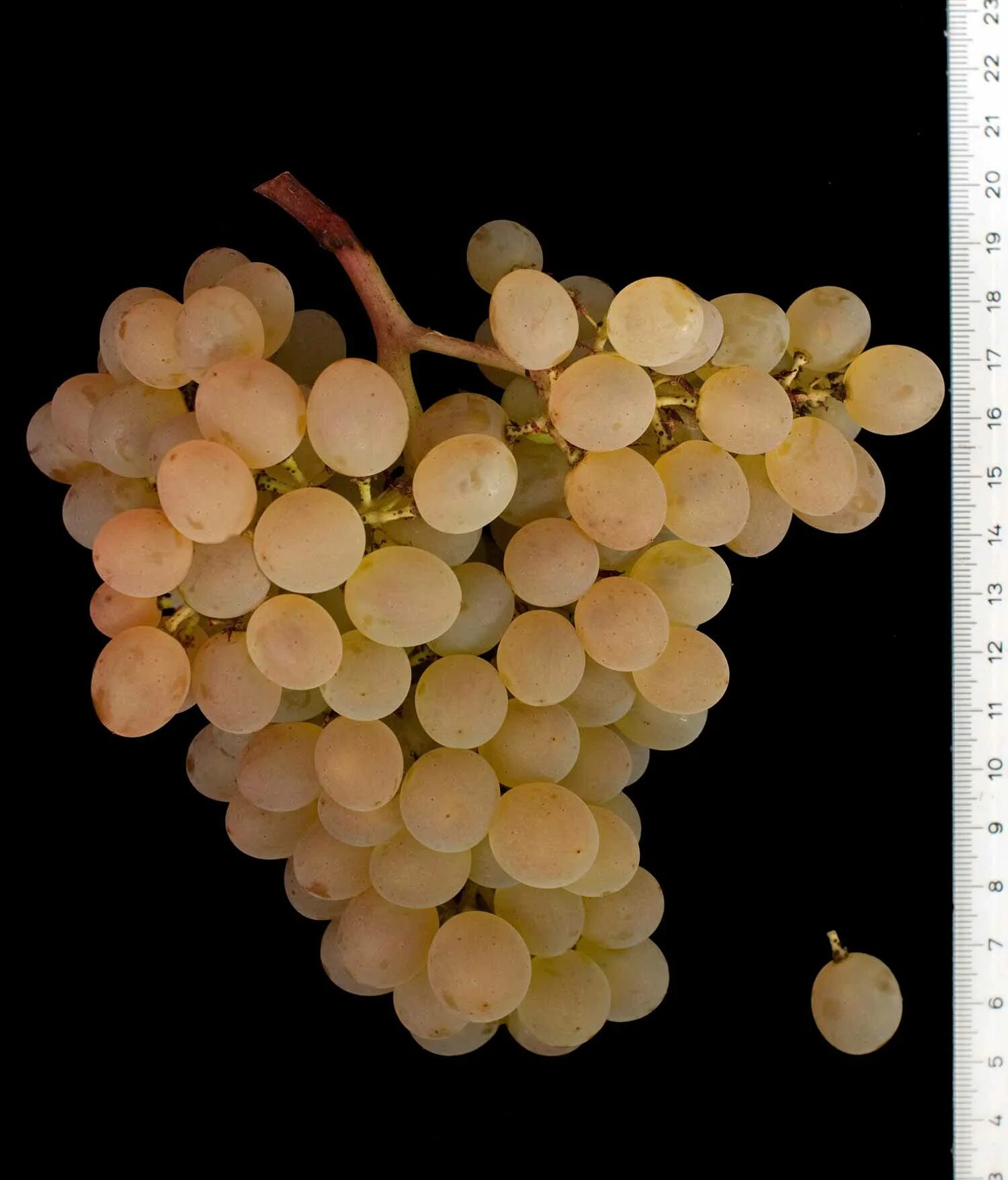 Crystal grape