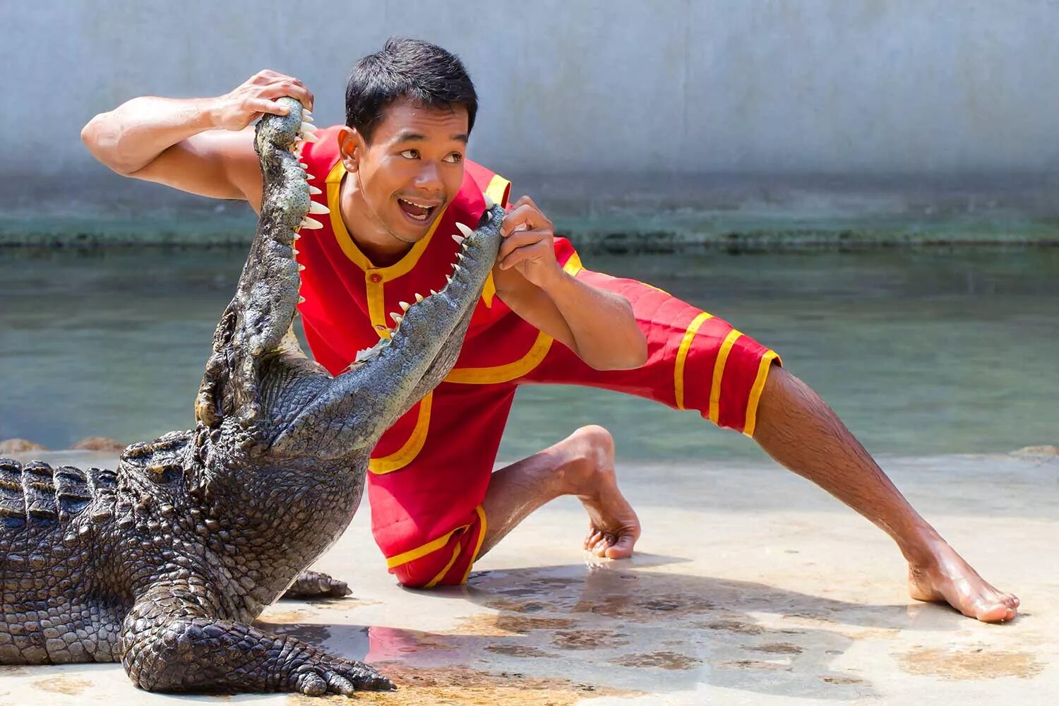 Шоу маска крокодил. Джонни крокодил шоу маска 2. Джонни крокодил шоу маска. Шоу крокодилов и змей шарм эль шейх. Змеиная ферма пхукет.