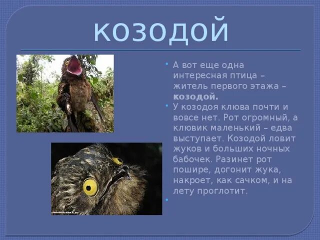 Козодой почему так называется. Исполинский козодой птенец. козодой клюв. козодой презентация. козодой описание.