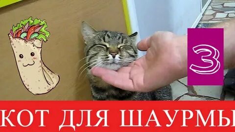 Кот шаурма