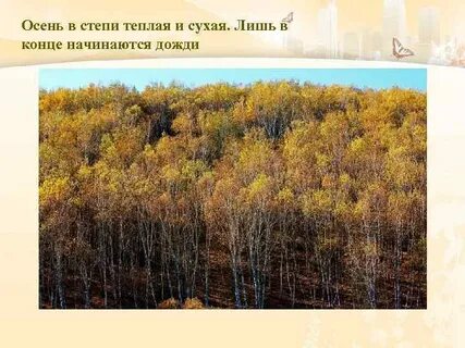 Сухой лишь