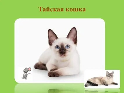 Чем отличаются таю