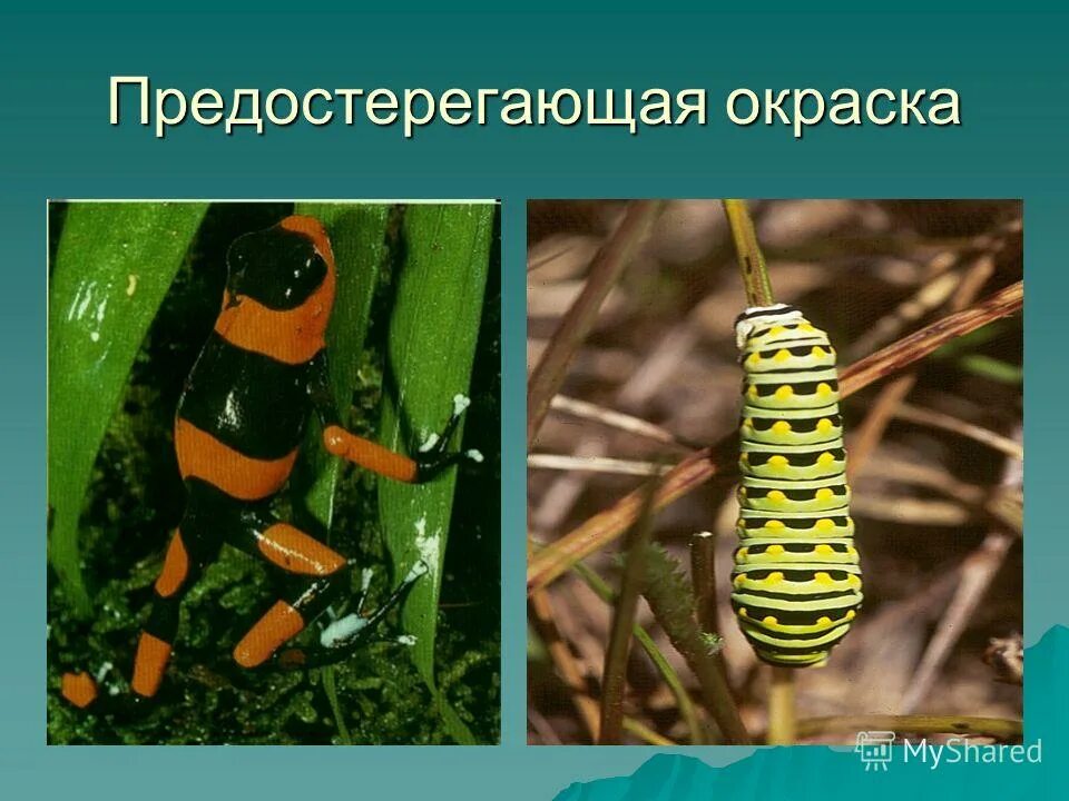 предостерегающая окраска. древолаз пумилио. предостерегающая окраска у животных. предостерегающая окраска примеры. примеры предостерегающей окраски у животных.