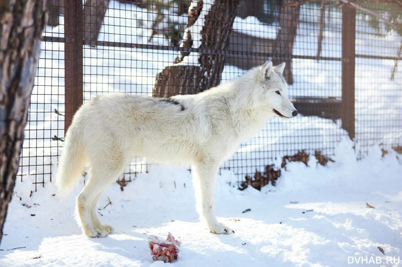 Волк полярный тундровой. Полярный волк харп. Ик полярный волк харп. Белый полярный волк. Полярный волк харп.