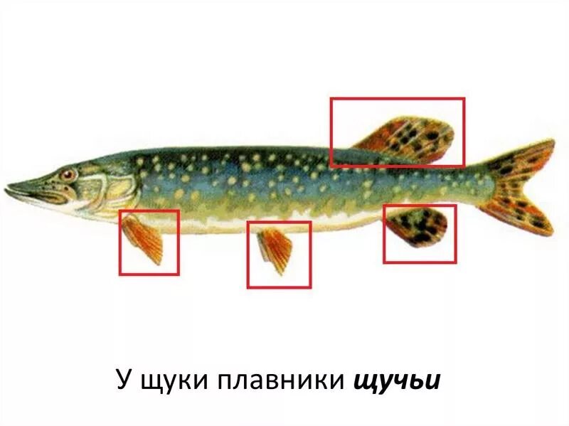 Плавники у щуки. Какие плавники у щуки. Рыба щука esox lucius. Плавники у щуки. Щука обыкновенная строение.
