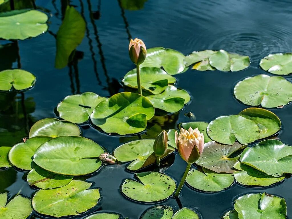 Большие листья на воде