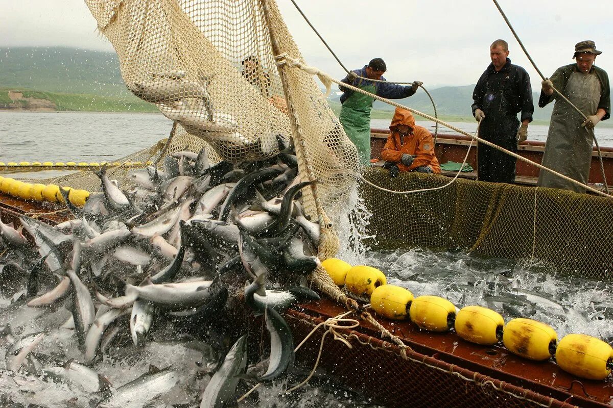 Общий допустимый улов. Дальний Восток рыболовный промысел. Рыбопромышленный комплекс дальнего Востока. Добыча рыбы. Промышленный лов рыбы.
