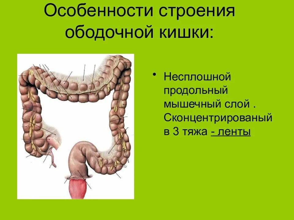 Поперечная ободочная кишка анатомия. Структура поперечно ободочной кишки. Особенности ободочной кишки. Гаустры ободочной кишки. Толстая кишка человека особенности