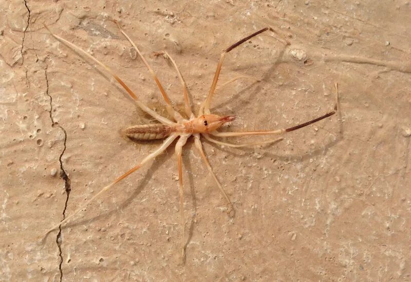 астраханский паук каракурт. ядовитые пауки в россии. тарантул сольпуга. южнорусский тарантул. сольпуга фаланга паук.