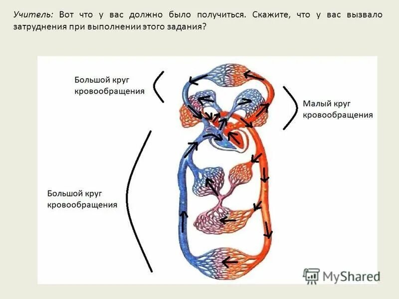 4 круга кровообращения у человека