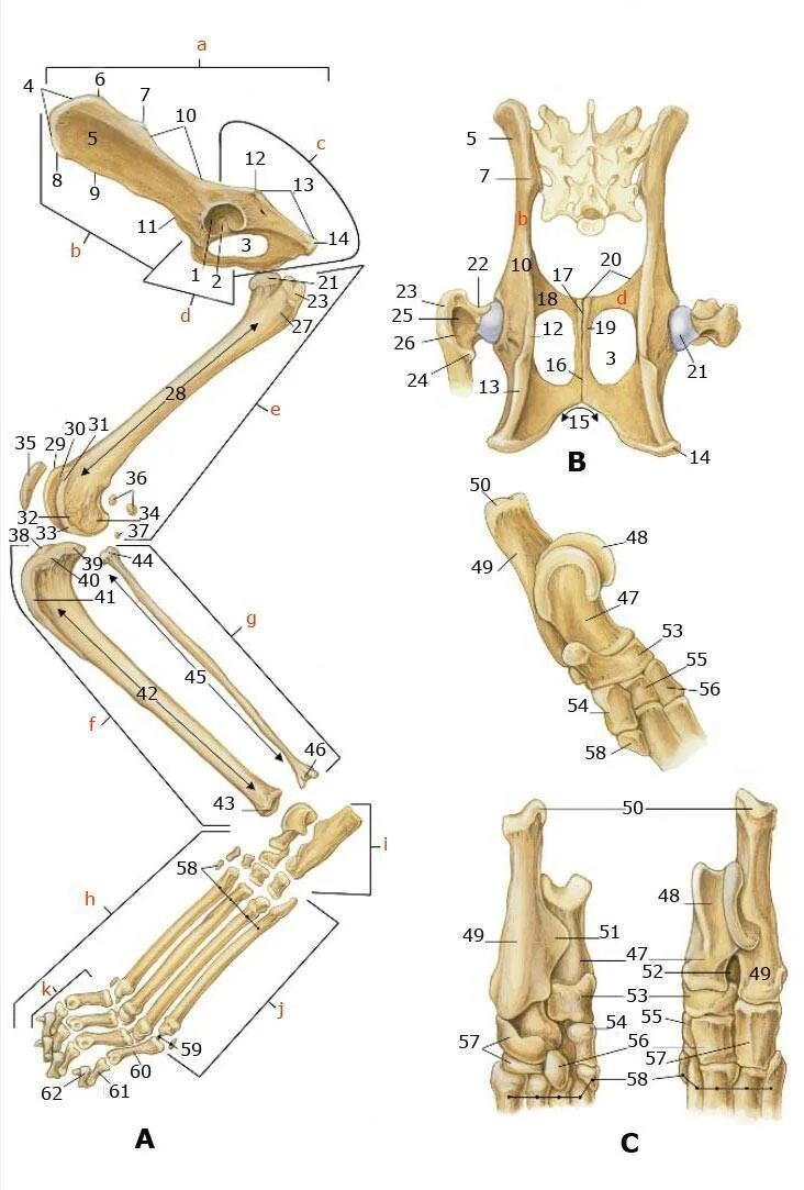 Анатомия костей задних конечностей кошки. Лапа кошки анатомия костей. Строение передней лапы кошки кости. Плюсна анатомия собаки лапа. Строение лапок