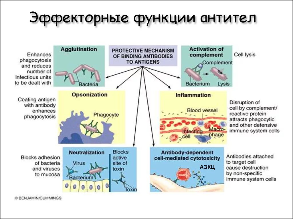 Функции антител иммунология. Эффекторные функции антител. Функции антител опсонизация. Эффекторные функции иммуноглобулинов.