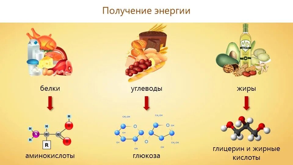 Основные источники энергии для организма. Обмен веществ белки жиры углеводы. Белки жиры углеводы аминокислоты. Белки в аминокислоты жиры в. Жиры являются источниками аминокислот.