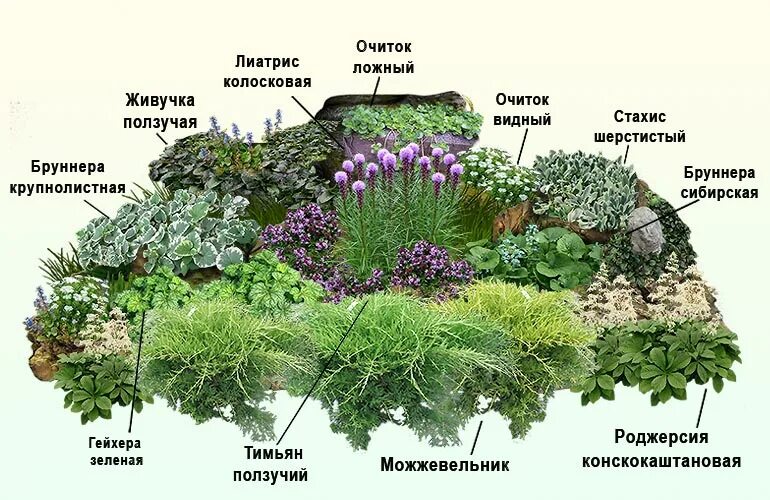 Названия цветов для альпийской горки. Альпийская горка многолетники. Альпийская горка цветы многолетники. Растения для альпийской горки названия. Растения для альпийских горок многолетние.