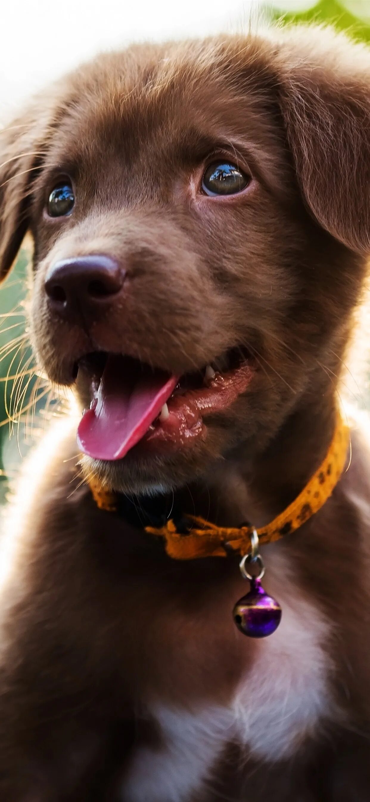 Голосовой собаки. Лабрадор коричневый. Голос собаки. Puppy. Обои на айфон собака на улице.