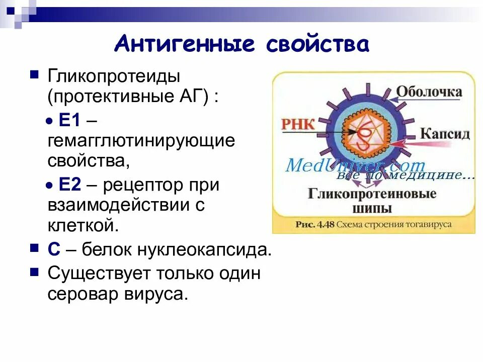 Вирус клещевого энцефалита. Вирус краснухи антигенная структура. клещевой энцефалит антигенная структура. вирус клещевого энцефалита антигенная структура. антигенная структура краснухи.