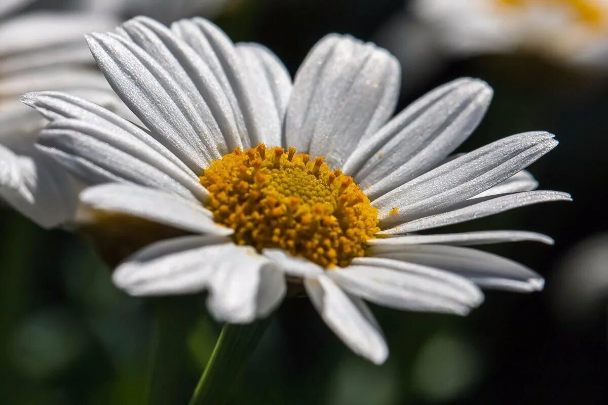 контакты ромашка