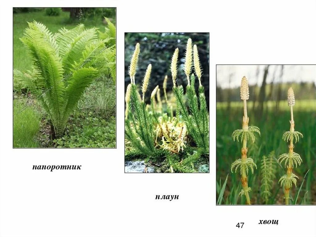 Плауны хвощи папоротники. Мхи папоротники хвощи плауны. Мох папоротник Хвощь плауны. Высшие споровые хвощи.