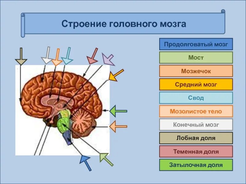 Головной мозг биология 8 класс конспект. Структуры головного мозга биология 8 класс. Строение мозга биология 8. Строение головного мозга 8 класс биология. Структура головного мозга включает