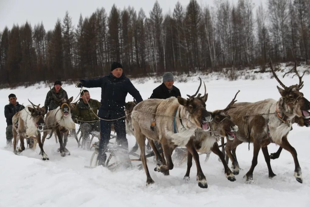 Основные занятия якутов